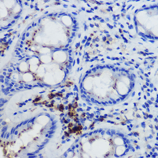 FPR1 Rabbit pAb