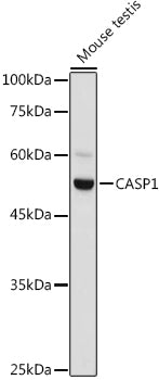 CASP1 Rabbit pAb