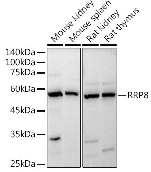 RRP8 Rabbit pAb