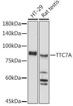 TTC7A Rabbit pAb