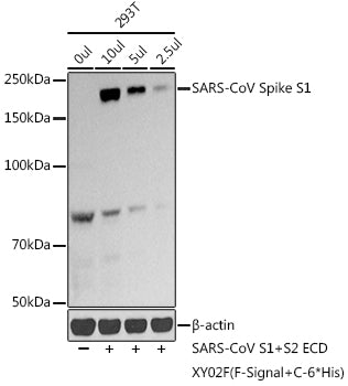 SARS-CoV-2 Spike S1 Rabbit pAb