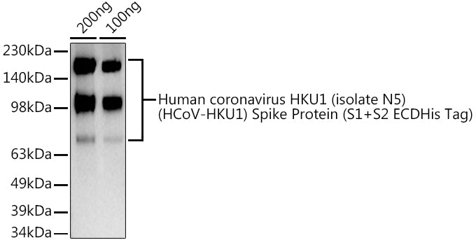 HCoV-HKU1 Spike S1 Rabbit pAb