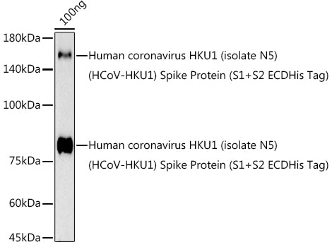 HCoV-HKU1 Spike S2 Rabbit pAb