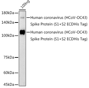HCoV-OC43 Spike S1 Rabbit pAb