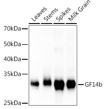 GF14b Rabbit pAb