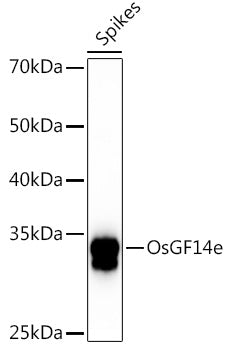 OsGF14e Rabbit pAb