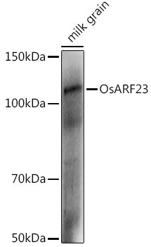 OsARF23 Rabbit pAb