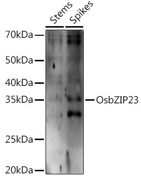 OsbZIP23 Rabbit pAb