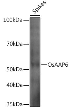 OsAAP6 Rabbit pAb