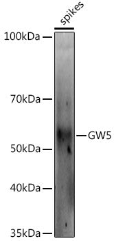 GW5 Rabbit pAb