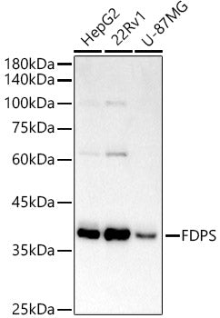 FPS/FDPS Rabbit mAb
