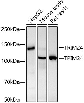 TRIM24 Rabbit mAb