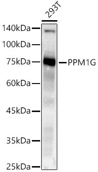 PPM1G Rabbit mAb