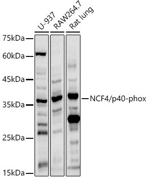 NCF4/p40-phox Rabbit pAb