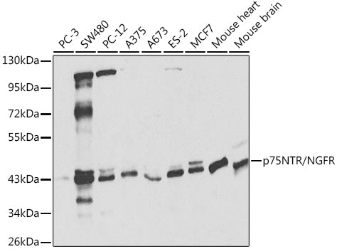 p75NTR/NGFR Rabbit pAb
