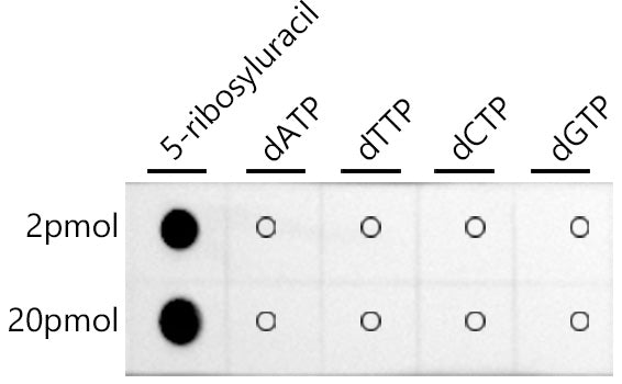 Pseudouridine / 5-ribosyluracil Rabbit mAb