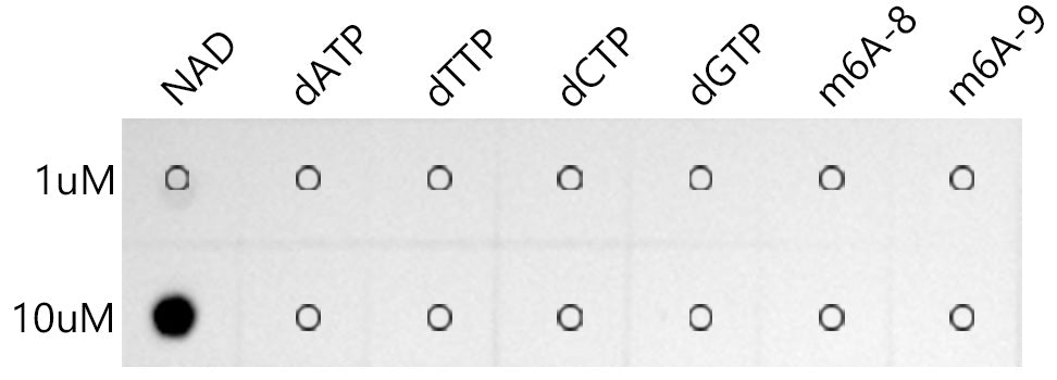 Coenzyme NAD Rabbit mAb