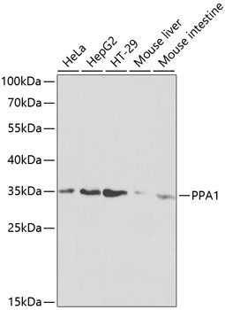 PPA1 Rabbit pAb