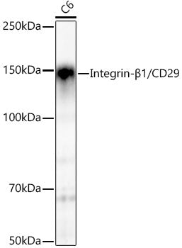 Integrin-β1/CD29 Rabbit mAb