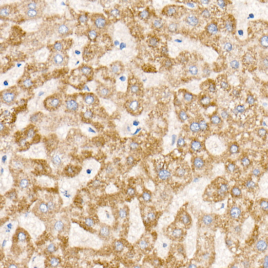 MT-ND6 Rabbit mAb