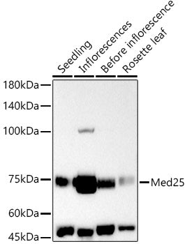 Med25 Rabbit pAb
