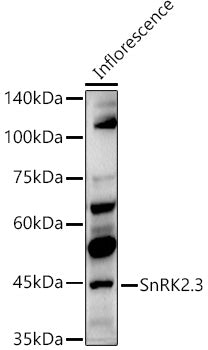 SnRK2.3 Rabbit pAb