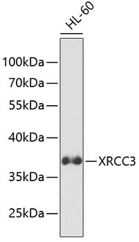 XRCC3 Rabbit pAb