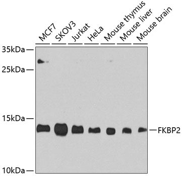 FKBP2 Rabbit pAb
