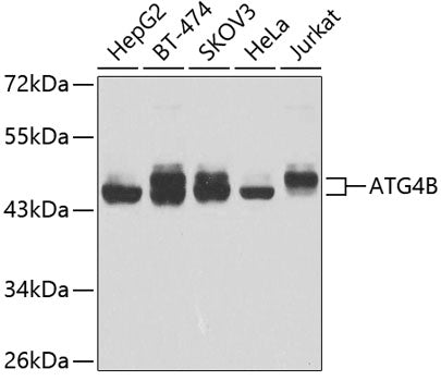 ATG4B Rabbit pAb