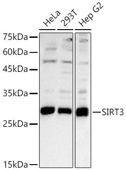 SIRT3 Rabbit pAb