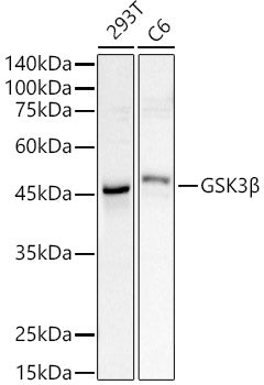 GSK3β Rabbit pAb