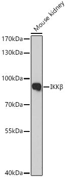 IKKβ Rabbit pAb