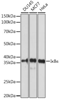 IκBα Rabbit pAb
