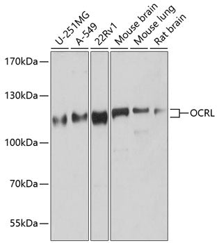 OCRL Rabbit pAb