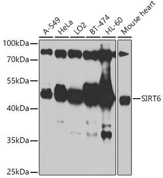 SIRT6 Rabbit pAb