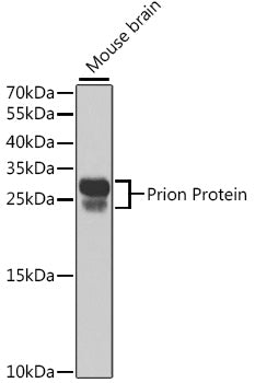 Prion Protein Rabbit pAb