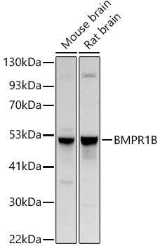 BMPR1B Rabbit pAb