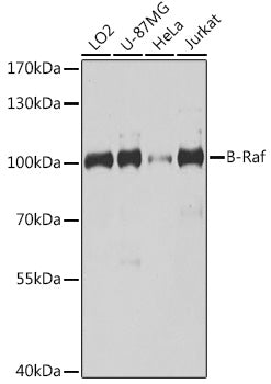 B-Raf Rabbit pAb