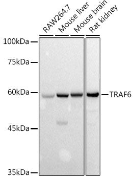 TRAF6 Rabbit pAb