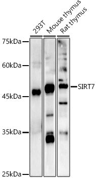 SIRT7 Rabbit pAb