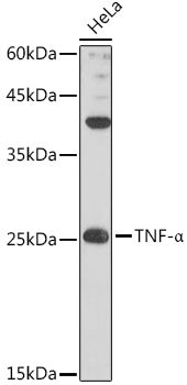TNF-α Rabbit pAb