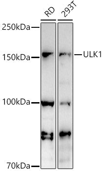 ULK1 Rabbit pAb