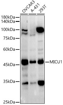 MICU1 Rabbit pAb