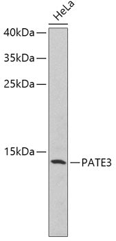 PATE3 Rabbit pAb