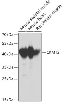 CKMT2 Rabbit pAb