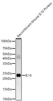 IL10 Rabbit mAb