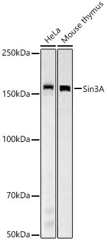 Sin3A Rabbit mAb
