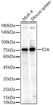 E2A Rabbit pAb