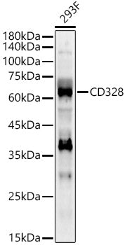 CD328 Rabbit pAb
