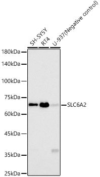 SLC6A2 Rabbit mAb